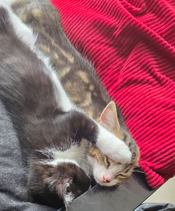 3 kittens