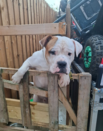 Rehoming needed for 10month old johnson american bulldog