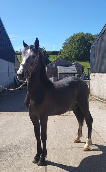 Yearling filly