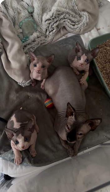 Male Sphynx Pied kittens for sale