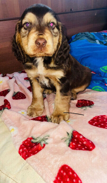 Spaniel