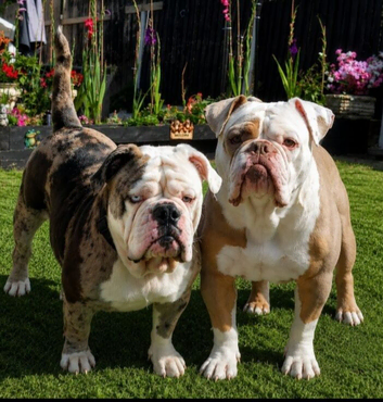 Oldeenglishbulldogs O.E.B