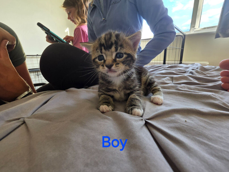 2 kittens for sale