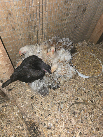 11 very cute frizzle bantams
