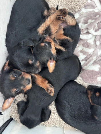 1 FEMALE Yorkshire terrier puppy READY NOW