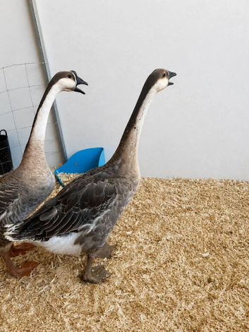 Chinese geese