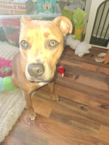 Staff pup