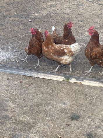 5 x Hens looking for new home