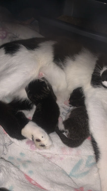 9 week old female kitten for sale