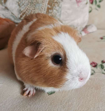 Small Animal Drop In Visits for Cats, Rabbits, Guinea pigs and more