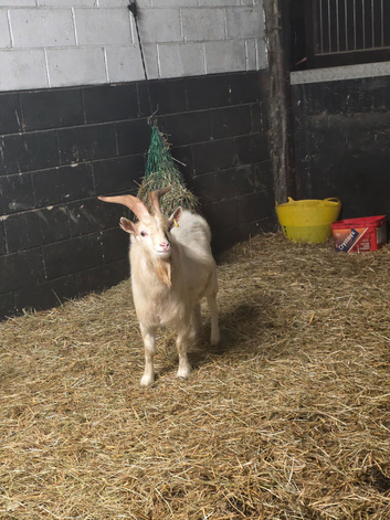 Pygmy Breeding Buck