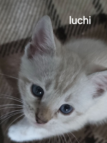 Pure breed Bengal Kittens