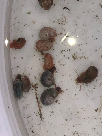 Ramshorn snails