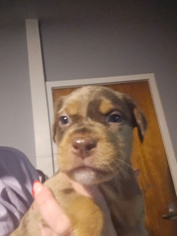 Mixed breed puppies 6 weeks old