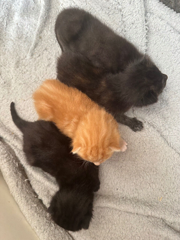 4 Kittens for sale ready 16th of Aug