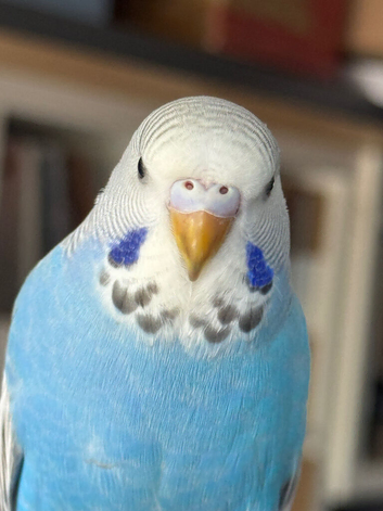 9 Young Budgies - Mixed Sexes & Various Colours - Ready Now