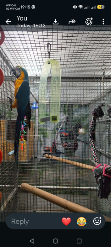 Blue and gold macaw cock bird
