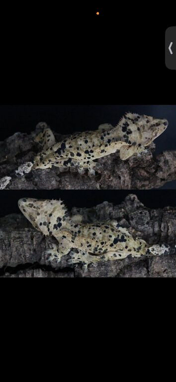 Dalmatian Crested gecko