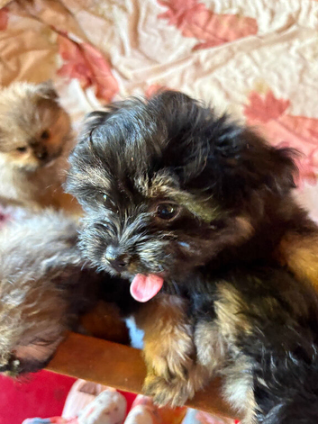 Puppy