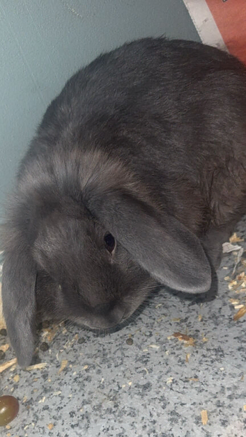 &pound;65 Rare female blue sint -niklaas mini lop