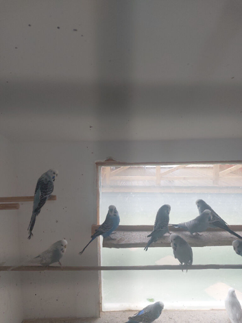 Budgies for sale all &pound;20 .