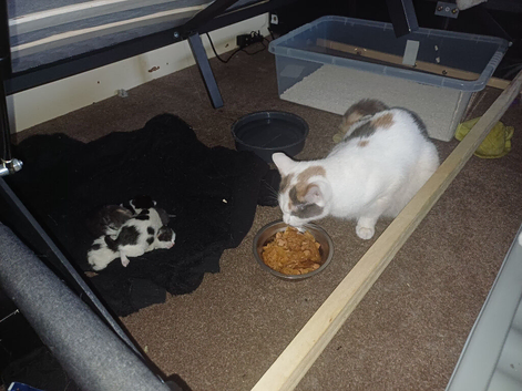 Two Kittens looking for homes