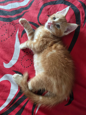 Gorgeous 9 week old Maine Coon Cross Kittens Ready Now