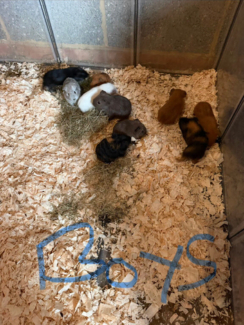 Guinea pigs