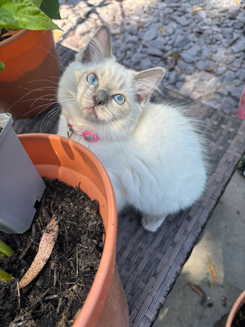 Blue point ragdoll