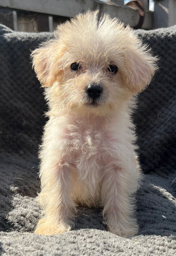 BEAUTIFUL F1B COCKAPOO PUPPIES