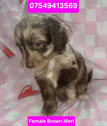 Female Merl Cockapoo