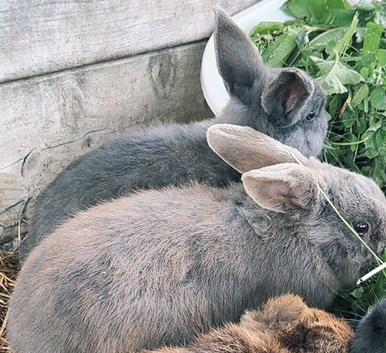 Mini lop eared rabbits