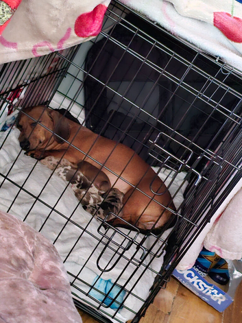 Dachshund puppys
