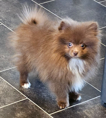 READY TO LEAVE NOW KC BOY POMERANIAN