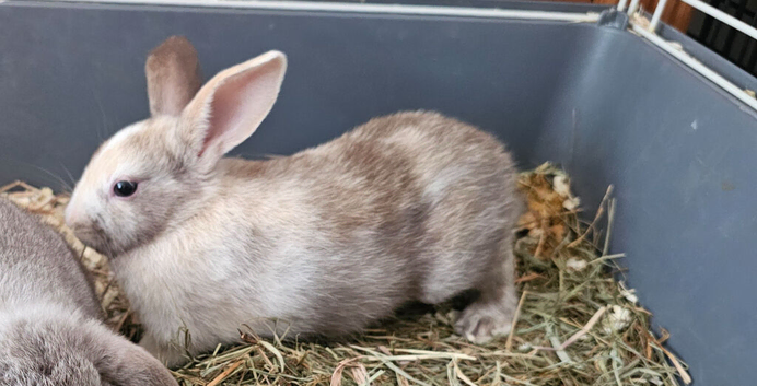 Baby bunnies mixed breeds lop ,rex