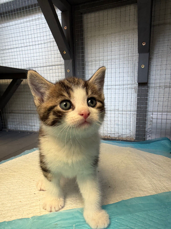 2 gorgeous kittens