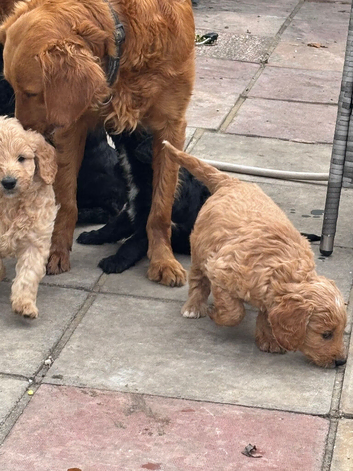 F1 mini golden doodles 2 boys available