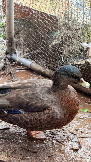 Mixed breed bantam duck