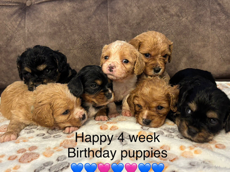 F1B Cavachon Puppies