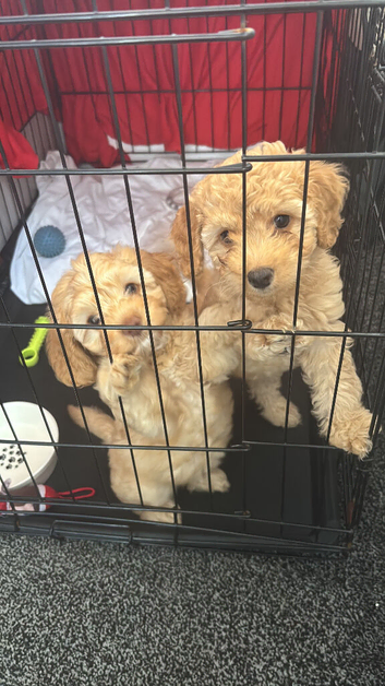 Cockapoos