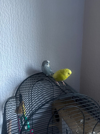 Budgies x2 for sale