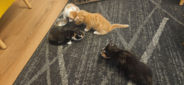Litter of four beautiful kittens for sale