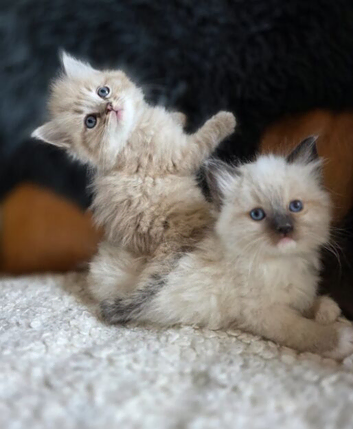 Ragdoll Kittens