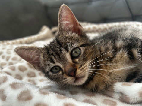 Beautiful Kittens