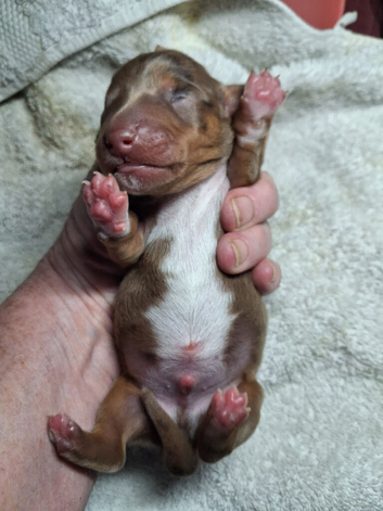 Brand new litter 3 dapple boys