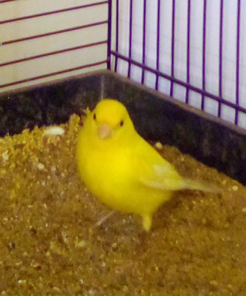 2026 Canary Cocks