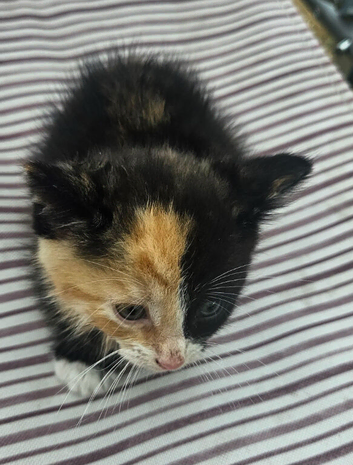 Very beautiful kittens