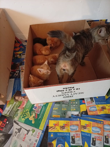 5 males ginger kitten and two girls