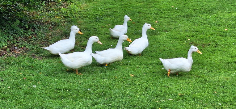 White Ducks