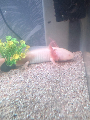 2 axolotls and 25 litre tank